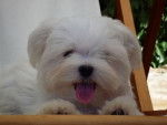 Dante - Bichon Maltais M&acirc;le (7 mois)
