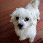 Destiny - Bichon Maltais (5 ans)