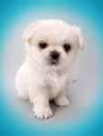 Baffi - Bichon Maltais (10 ans)