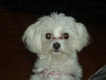 candy - Bichon Maltais (3 ans)