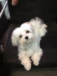 Shanti - Bichon Maltais