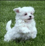 Princess - Bichon Maltais (6 mois)