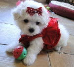 My puppy, Fluffikinz - Bichon Maltais (3 mois)