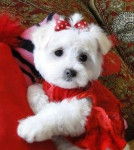 Fluffikinz - Bichon Maltais (3 mois)