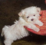 Daisy - Bichon Maltais (1 mois)