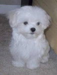 charlot - Bichon Maltais (9 mois)