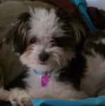 Chloe - Bichon Maltais (1 an)