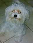 Kelly - Bichon Maltais (2 ans)