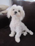 fidji - Bichon Maltais (3 ans)