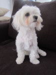 fidji - Bichon Maltais (3 ans)
