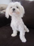 fidji - Bichon Maltais (3 ans)