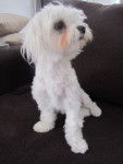 fidji - Bichon Maltais (3 ans)
