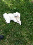 fidji - Bichon Maltais (3 ans)