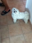 fidji - Bichon Maltais (3 ans)