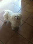 fidji - Bichon Maltais (3 ans)