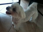 fidji - Bichon Maltais (3 ans)