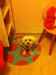 fidji - Bichon Maltais (3 ans)