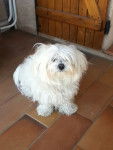 fidji - Bichon Maltais (3 ans)