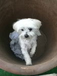 fidji - Bichon Maltais (3 ans)