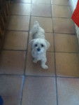 fidji - Bichon Maltais (3 ans)