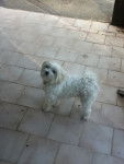 fidji - Bichon Maltais (3 ans)