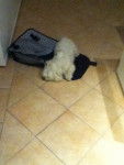 fidji - Bichon Maltais (3 ans)