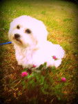 Glory Day - Bichon Maltais (6 ans)