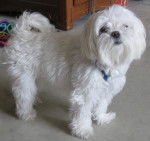 Toby - Bichon Maltais M&acirc;le (5 ans)