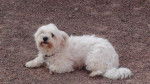 poupette - Bichon Maltais (4 ans)