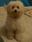 Shiny - Bichon Maltais (5 ans)