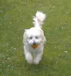 Leo - Bichon Maltais M&acirc;le (3 ans)