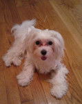 Brooklyn - Bichon Maltais (1 an)