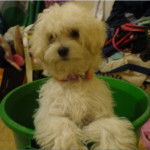 Shiny - Bichon Maltais (5 ans)