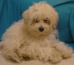 Shiny - Bichon Maltais (5 ans)