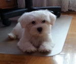 Bimba - Bichon Maltais (3 mois)