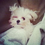 Khloe - Bichon Maltais (6 mois)