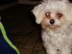 Khloe - Bichon Maltais (6 mois)