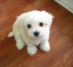 copito - Bichon Maltais (4 mois)