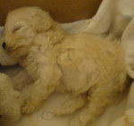 Shiny Cachorra - Bichon Maltais (1 mois)