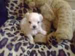 chiot - Bichon Maltais M&acirc;le (3 mois)