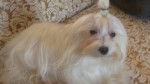iden - Bichon Maltais (9 mois)