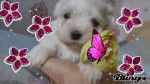 chiot - Bichon Maltais (1 an)