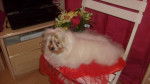 encore cotine - Bichon Maltais (11 mois)