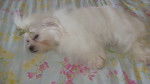encore cotine - Bichon Maltais (11 mois)