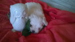 Chiot de eden - Bichon Maltais (2 mois)