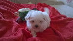 Chiot de eden - Bichon Maltais (2 mois)