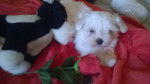 Chiot de eden - Bichon Maltais (2 mois)