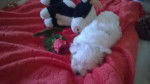 Chiot eden - Bichon Maltais (2 mois)