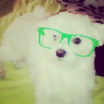 Gucci - Bichon Maltais M&acirc;le (2 ans)