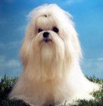 Bichon Maltais - Bichon Maltais